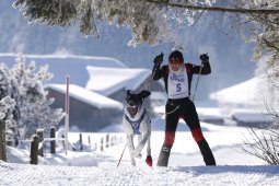 Lenk 2013